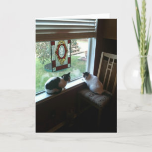 Carte Chats en attente