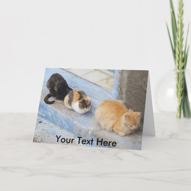 Carte Chats personnalisables, Chefchaouen, Maroc (Devant)