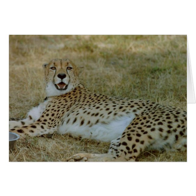 Carte Cheetah (Devant horizontal)