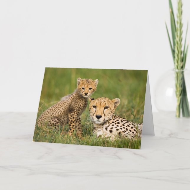 Carte Cheetah Cub et ses parents dans l'herbe (Devant)