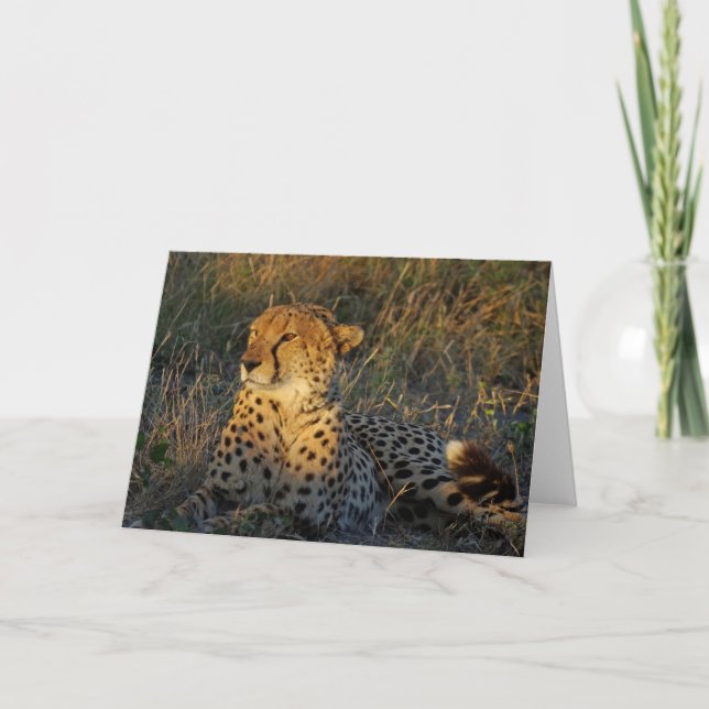 CARTE CHEETAH GREETING (Devant)