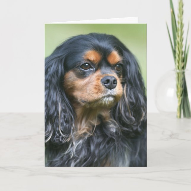Carte Chérissant notre amitié Cavalier King Charles (Devant)