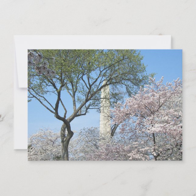 Carte Cherry Blossoms et le monument de Washington à DC (Devant)