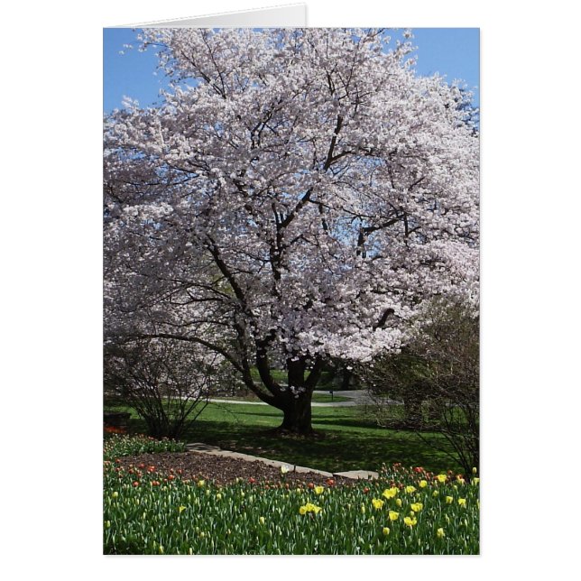 Carte Cherry Tree (Devant)