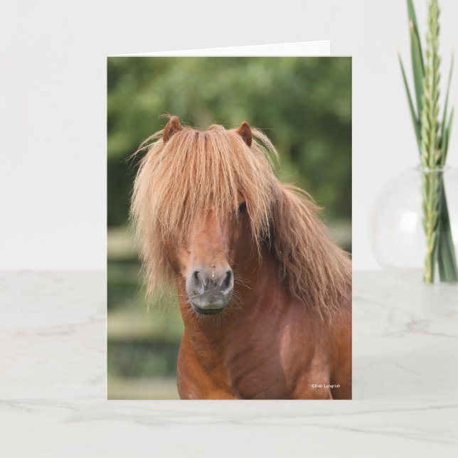 Carte Chestnut Shetland Pony Stallion headshot (Devant)