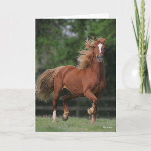 Carte Chestnut Welsh Pony Mane et Flux de queue