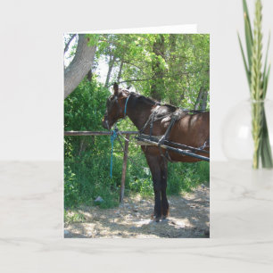 Carte Cheval Amish