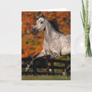 Carte Cheval arabe : Automne 1
