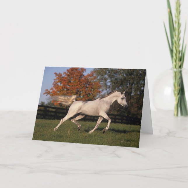 Carte Cheval arabe : Automne 2 (Devant)