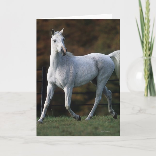 Carte Cheval arabe courant 1 (Devant)