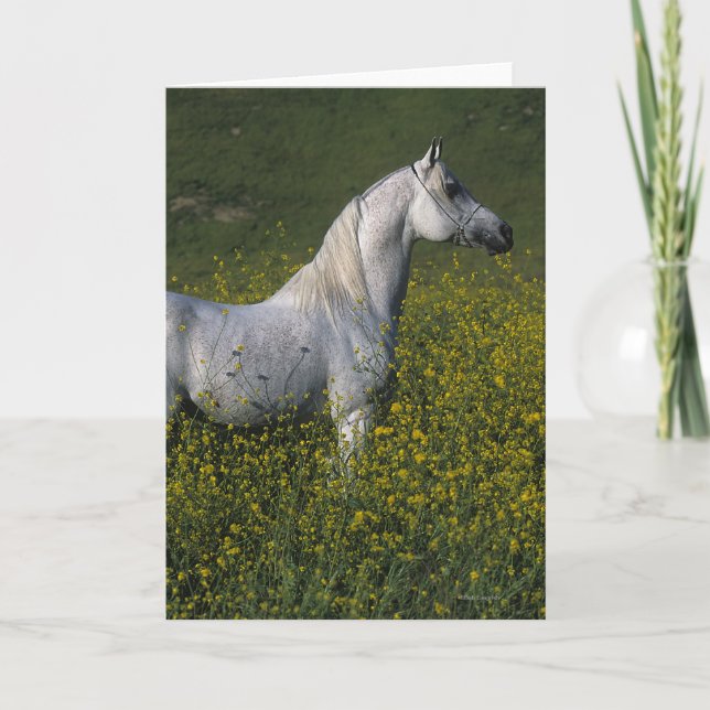 Carte Cheval arabe debout en fleurs (Devant)