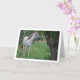 Carte Cheval Blanc dans Champ d'Herbe
