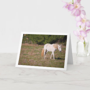 Carte Cheval blanc dans un champ