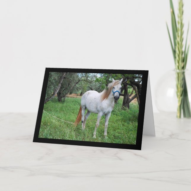 Carte Cheval blanc dans un champ d'herbe (Devant)