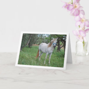 Carte Cheval blanc dans un champ d'herbe