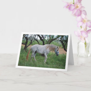 Carte Cheval blanc dans un champ d'herbe
