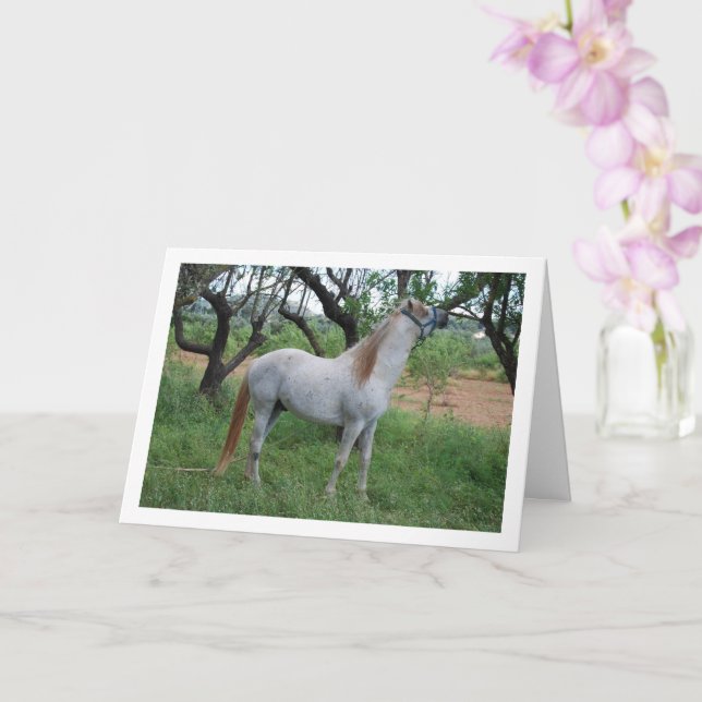 Carte Cheval blanc dans un champ d'herbe (Orchidée)