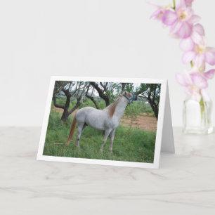 Carte Cheval blanc dans un champ d'herbe