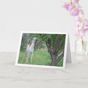 Carte Cheval blanc dans un champ d'herbe