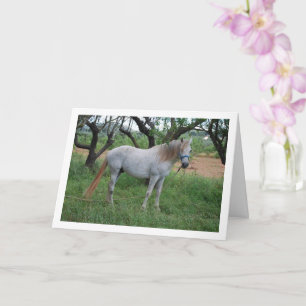 Carte Cheval blanc dans un champ d'herbe
