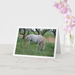 Carte Cheval blanc paissant dans un champ d'herbe