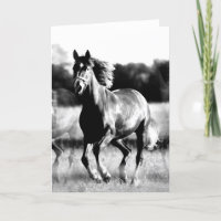 Cheval courant de B&W