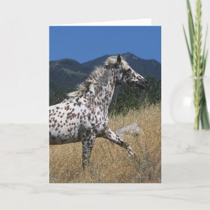 Carte Cheval d'Appaloosa courant la montagne