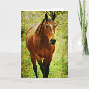 Carte Cheval Drôle, Anniversaire