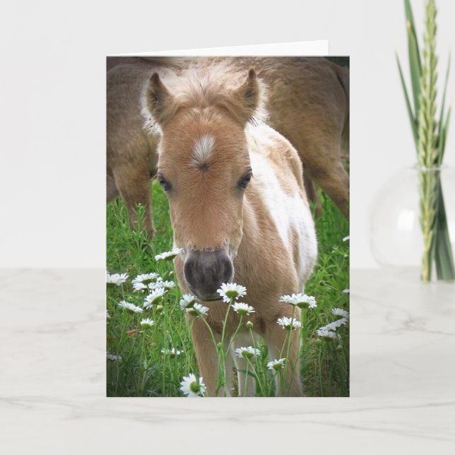 Carte Cheval et marguerites (Devant)
