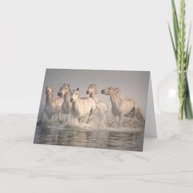 Carte Cheval galopant dans l'eau méditerranéenne (Devant)