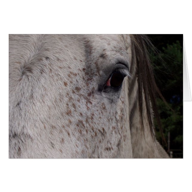 Carte Cheval gris (Devant Horizontal)