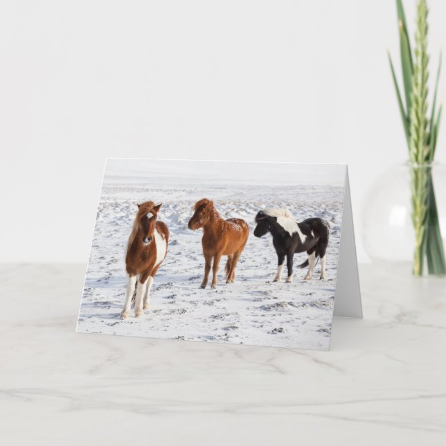Carte Cheval islandais avec pelage d'hiver typique (Devant)