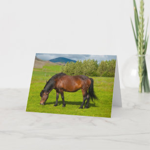 Carte Cheval islandais Mossfellsbaer
