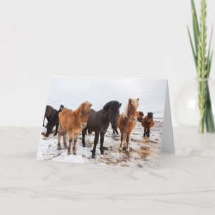 Carte Cheval Islandais Pendant l'Hiver Islande