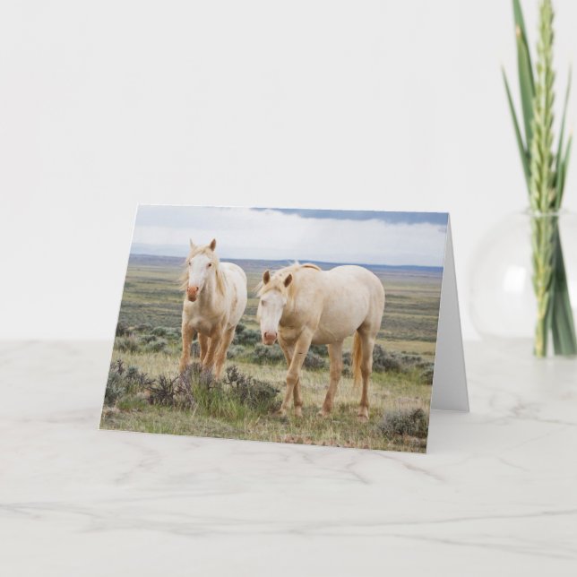 Carte Cheval sauvage en itinérance sur le Priaire de Cod (Devant)