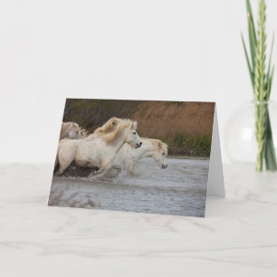 Carte Chevaux blancs de Camargue courant dans l'eau