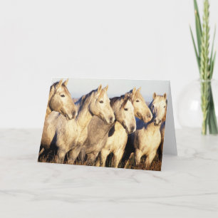 Carte Chevaux de Camargue (Eguus caballus)