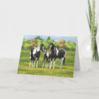 Chevaux De Peinture De Pinto Noir En Pâturage Été