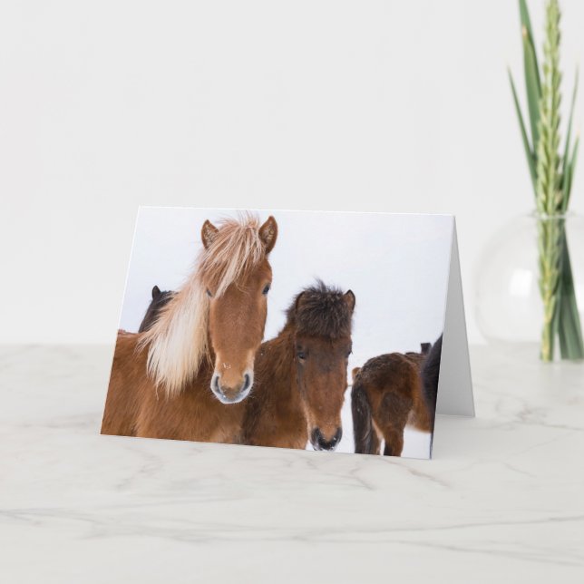 Carte Chevaux Islandais mignons ensemble (Devant)
