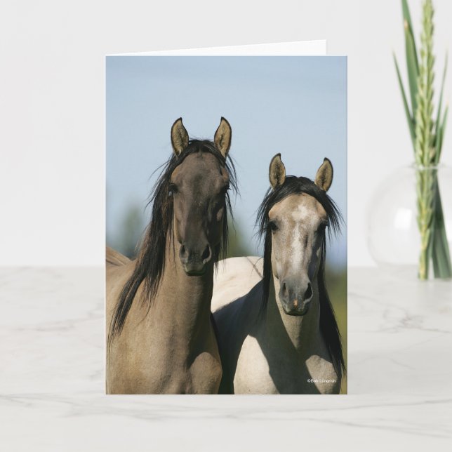 Carte Chevaux Kiger Mustang Se tenant debout (Devant)