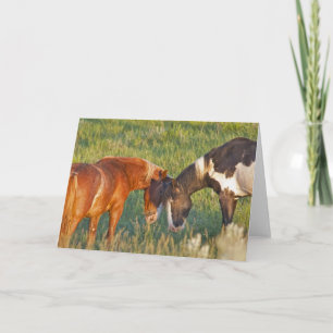 Carte Chevaux sauvages au parc national Theodore Rooseve