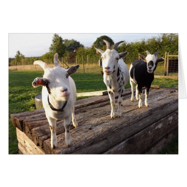 Carte Chèvre Cheeky (Devant horizontal)