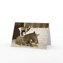 Chèvre debout sur le cheval patient