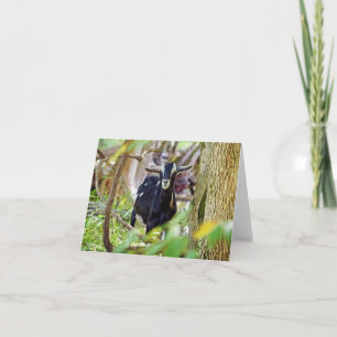 Carte Chèvre souriante