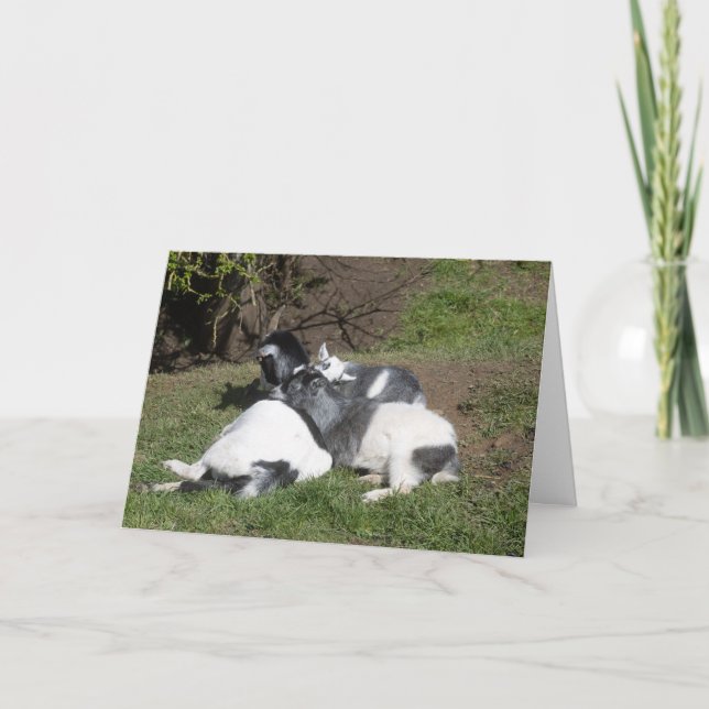 Carte Chevreaux couchés au soleil (Devant)