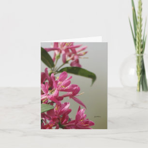 Carte Chèvrefeuille rose sauvage