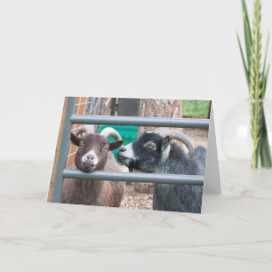 Carte Chèvres douces !