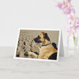 Carte Chien à la plage