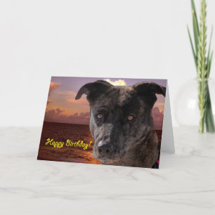 Carte Chien à la plage, Joyeux anniversaire