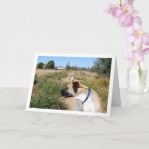 Carte Chien à la recherche de Chat